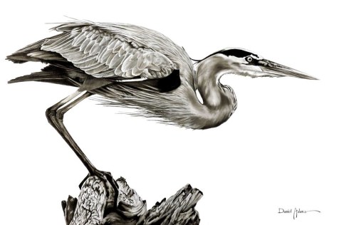 Daniel Adams Blue Heron