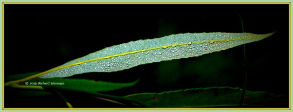 Havenga Willow Leaf3