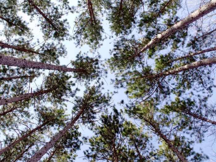 3 29 10 wispy pine copy