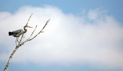 461073_10150702752088633_548117098_o copy