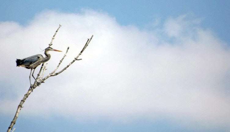 461073_10150702752088633_548117098_o copy