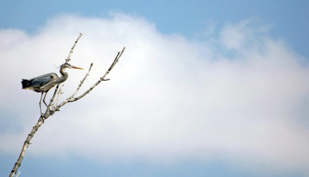 461073_10150702752088633_548117098_o copy