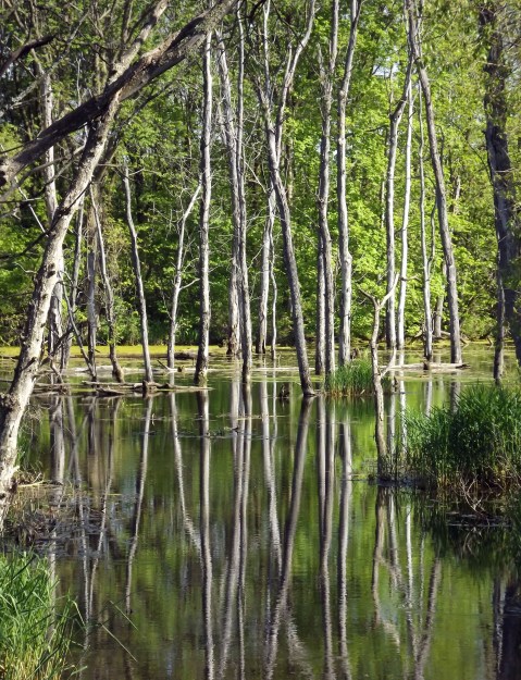 Iffert.Rhodebeck reflection pool copy