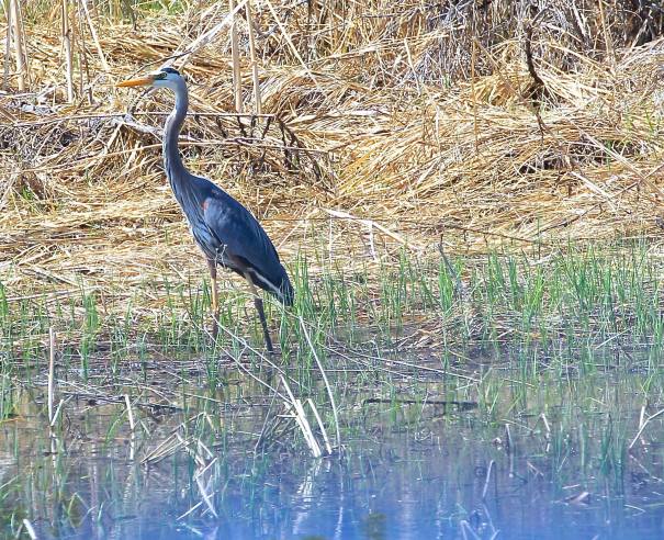 Great Blue Heron PD Lietz Issue 2