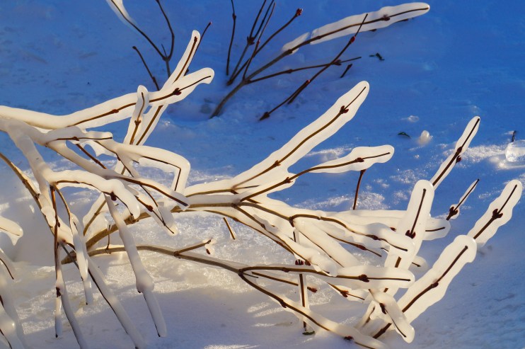 (photo by Annette L Grunseth)