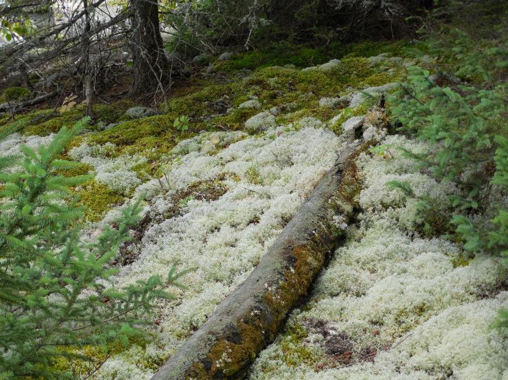 (photo by Jeannie E Roberts)