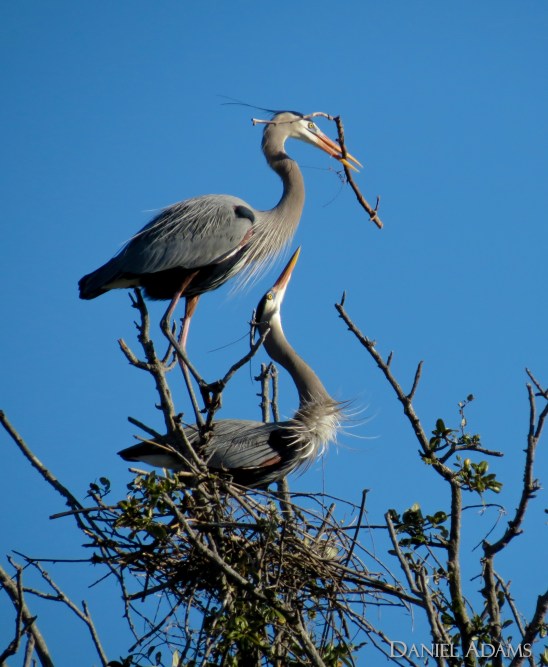 (photo by Daniel Adams)