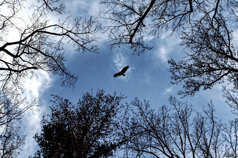 (photo by David Seth Smith)