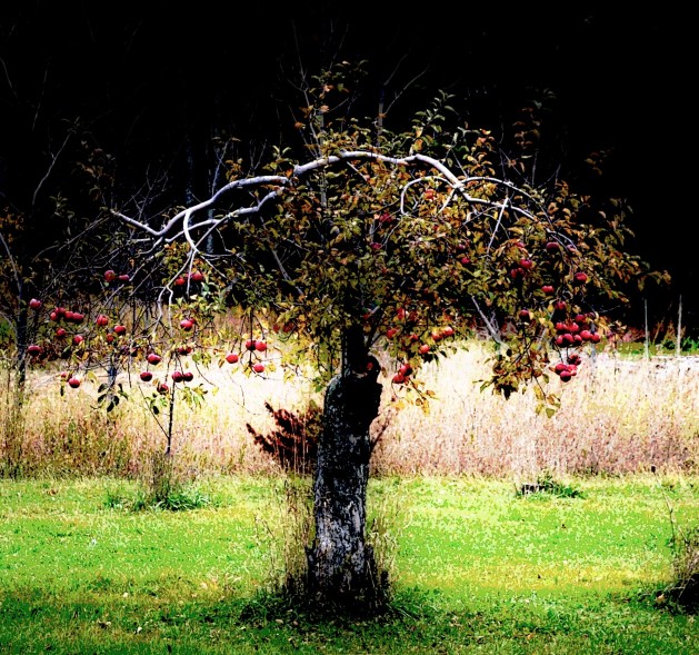 (photo by Sharon Auberle)