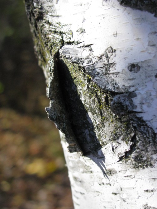 (photo by Jeannie E Roberts)