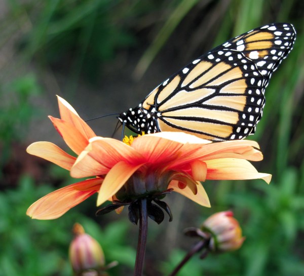 (photo by Jason Iffert)