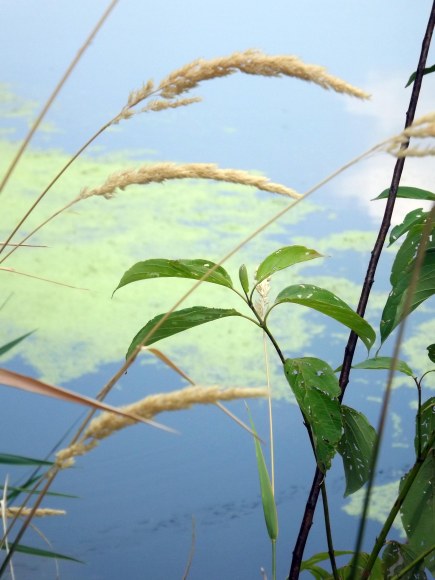 photo by Jason Iffert