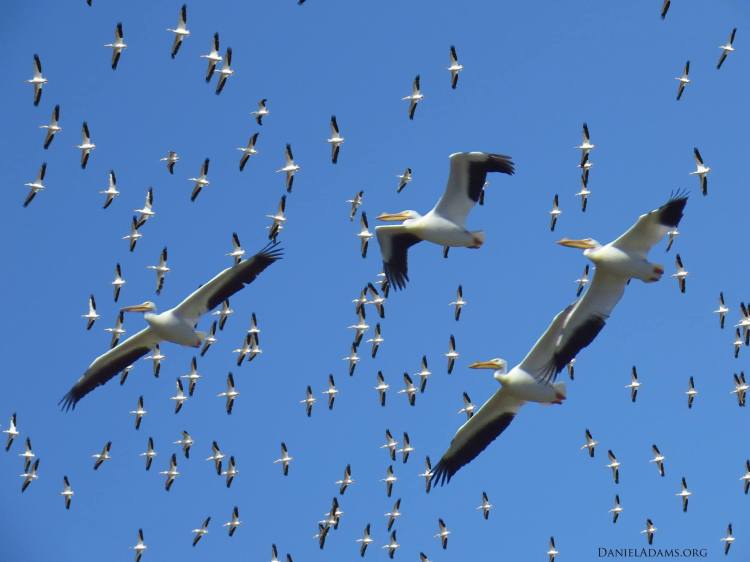 Pair with Elizabeth J Mitchell