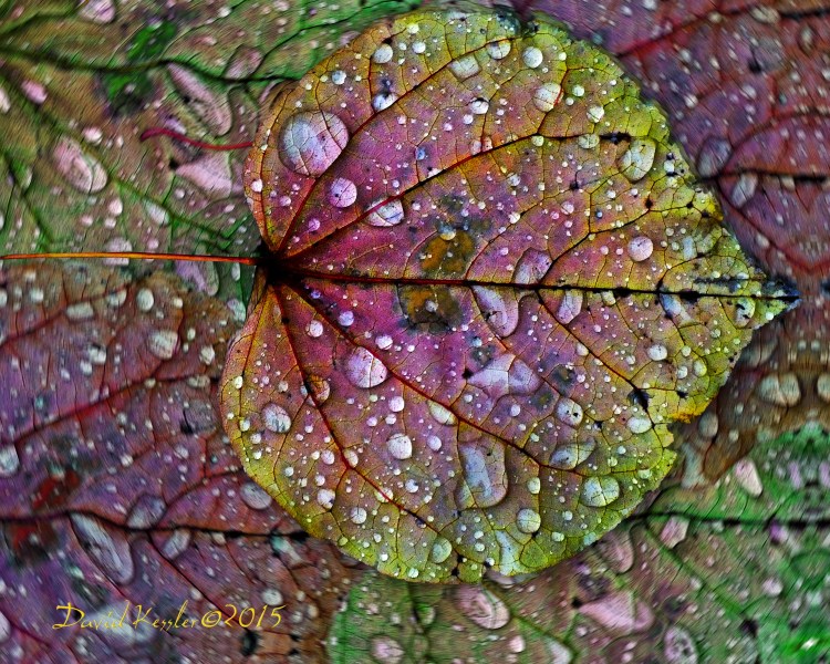 Pair with Florence Weinberger