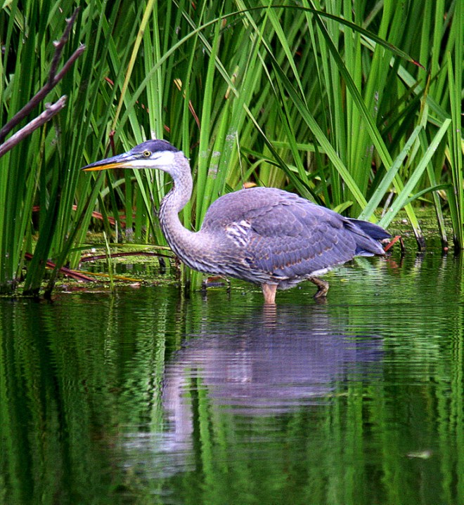 Richard Havenga blue heron photo BH5 winter2016