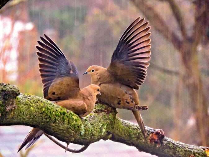 pair w Karla Van Vliet