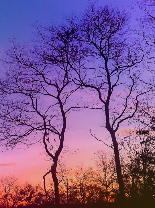 pair with Judy Wucherer