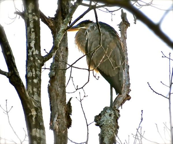 gbheronfrozen-use-this-one-beginning-photo