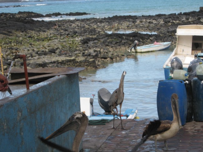 lorraine-caputo-blue-heron-last-photo-issue-7-winter
