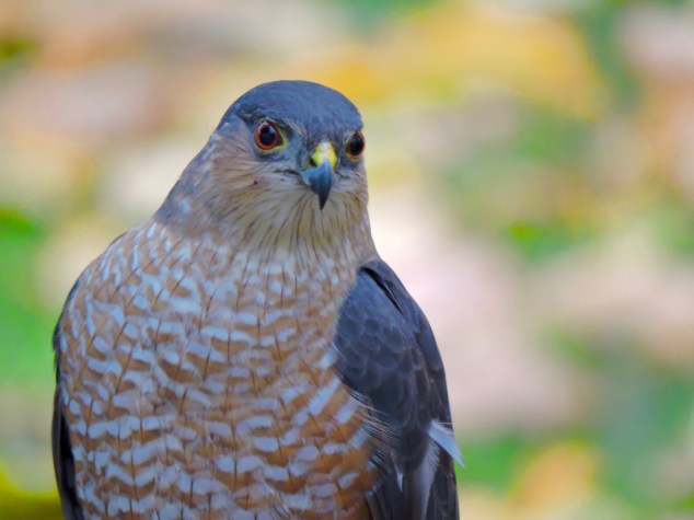 pair-with-photo-by-sylvia-c