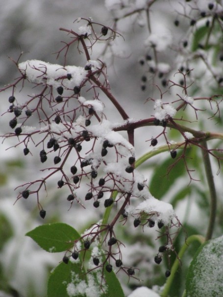 pair-with-poem-by-barbara-holt