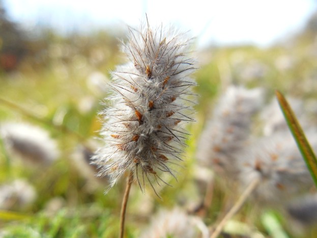 pair-with-poem-by-mehtab-k