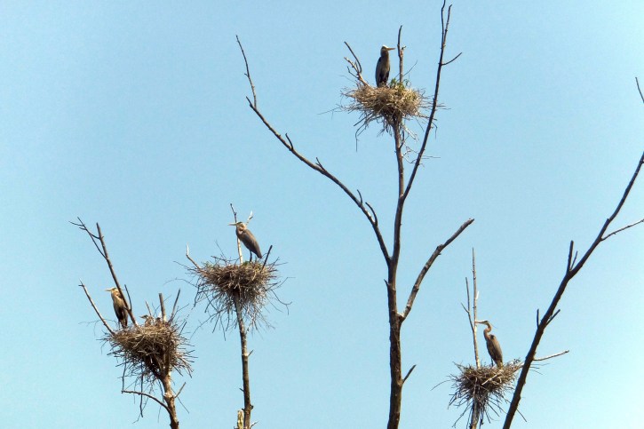 Last Heron photo BH8