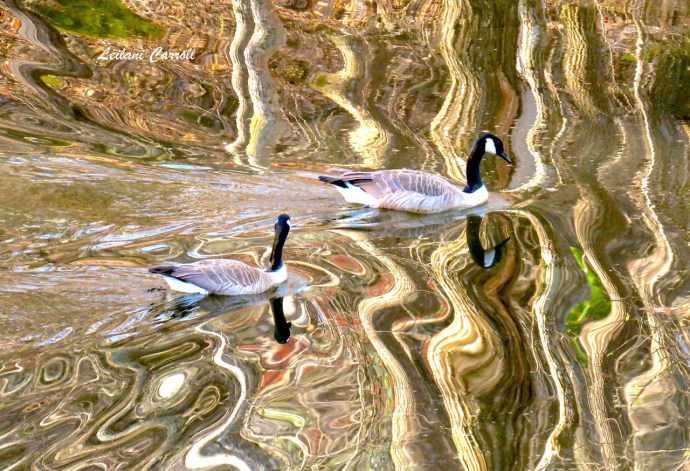 Leilani Carroll geese photo