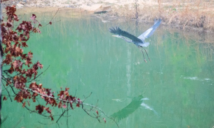 Kai C. blue heron 2nd to last photo