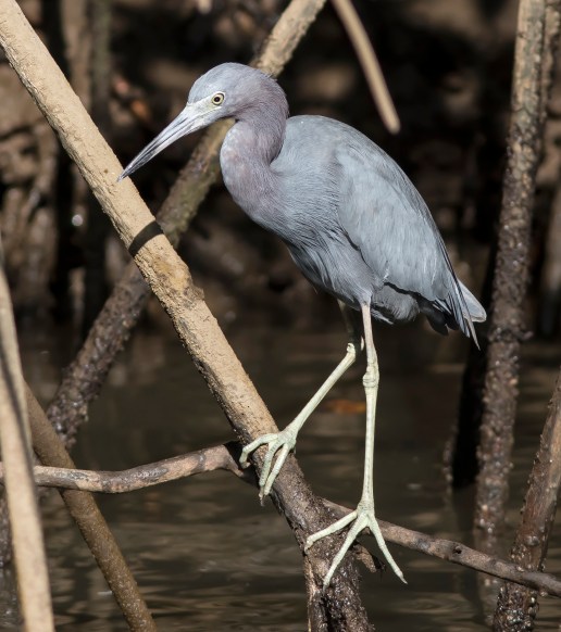 Little Blue Heron3 1st BH photo