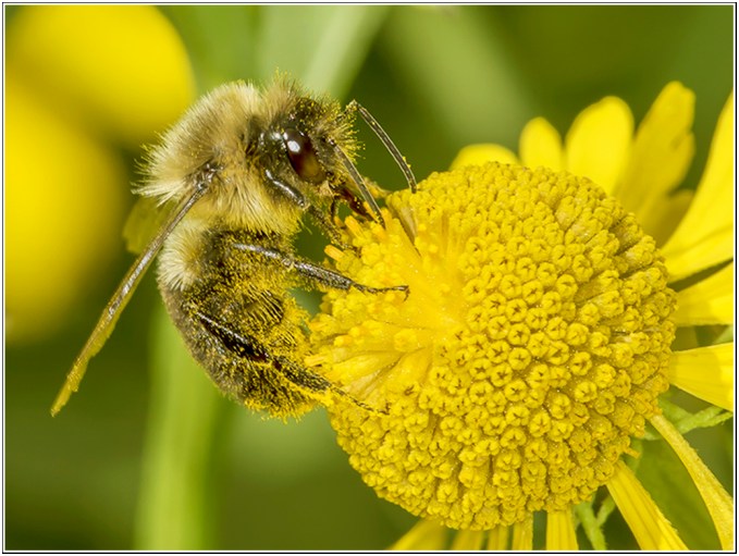 Pair w poem by Darren C Demaree