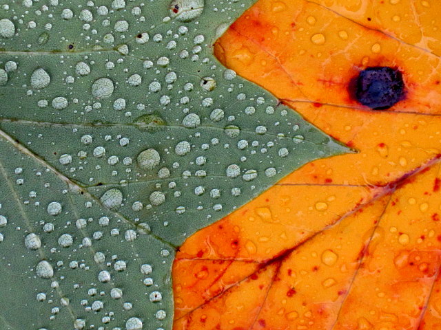 Pair w poem by Rosalie Petrouske