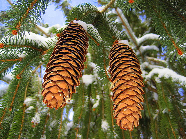 Pair with poem by Karen Warinsky