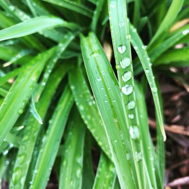 36261922_10217409643896108_1949688442535280640_n