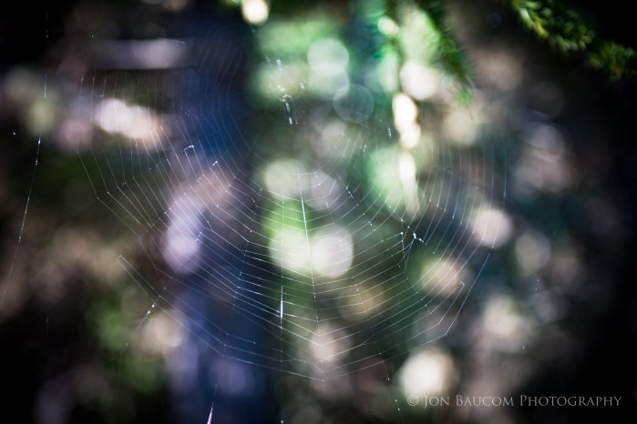 cobweb Pair with poem by James R