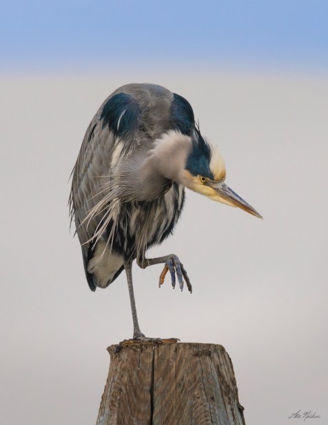 Great Blue Heron - Lou Nicksic copy