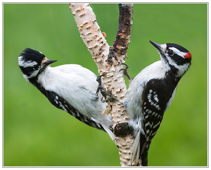 Pair w poem by Jane Marie Bahr