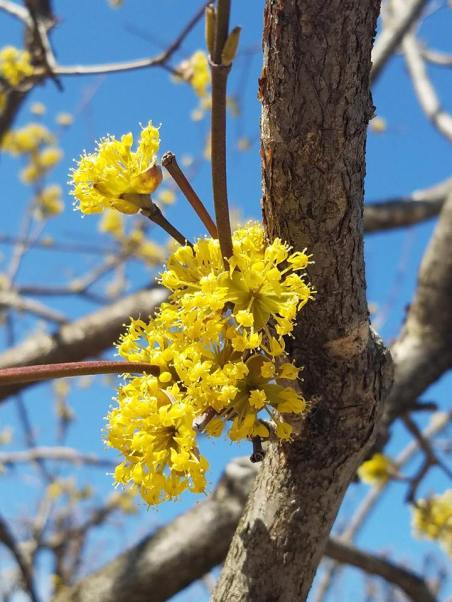 Pair w poem by Karla Linn Merrifield