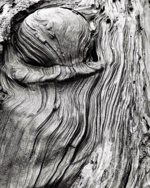 Pair w poem by Lynne Carol Austin