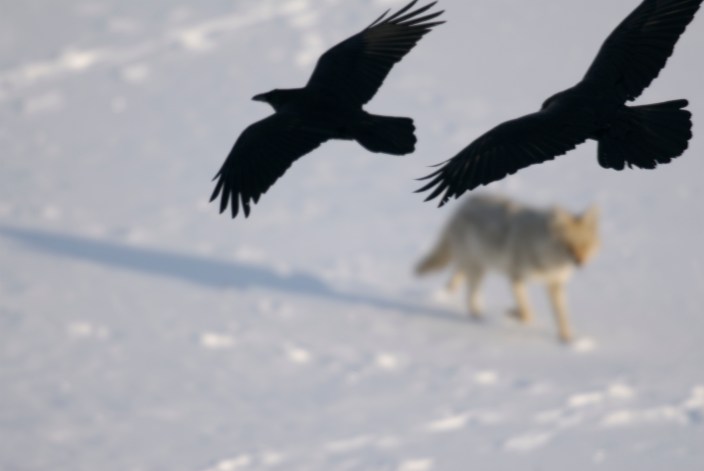 Pair with Mikayla Davis poem