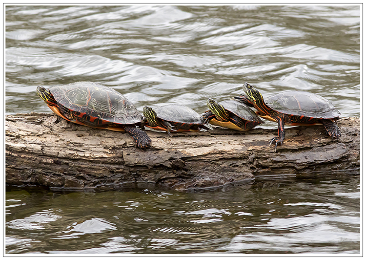 Turtles Pair w Elisabeth Harrahy