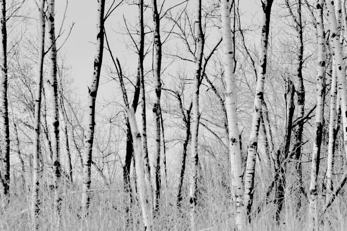 Paula L Pair w Barbara J