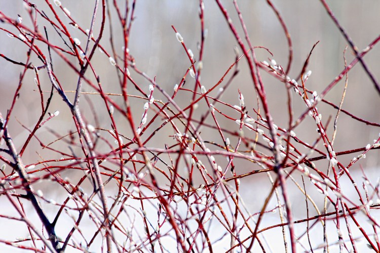 Paula L Pair w Nancy L.