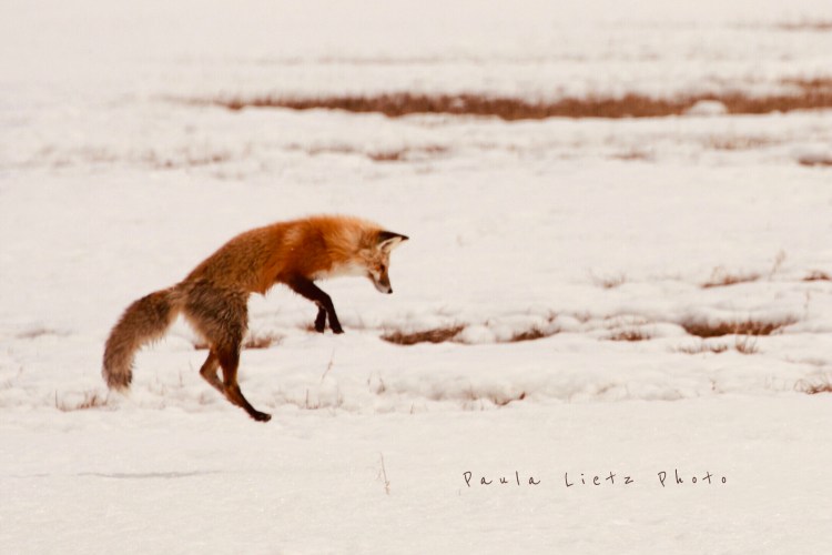 Paula Lietz3 Pair w Yvette F.