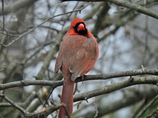 USE pair w Robert C.