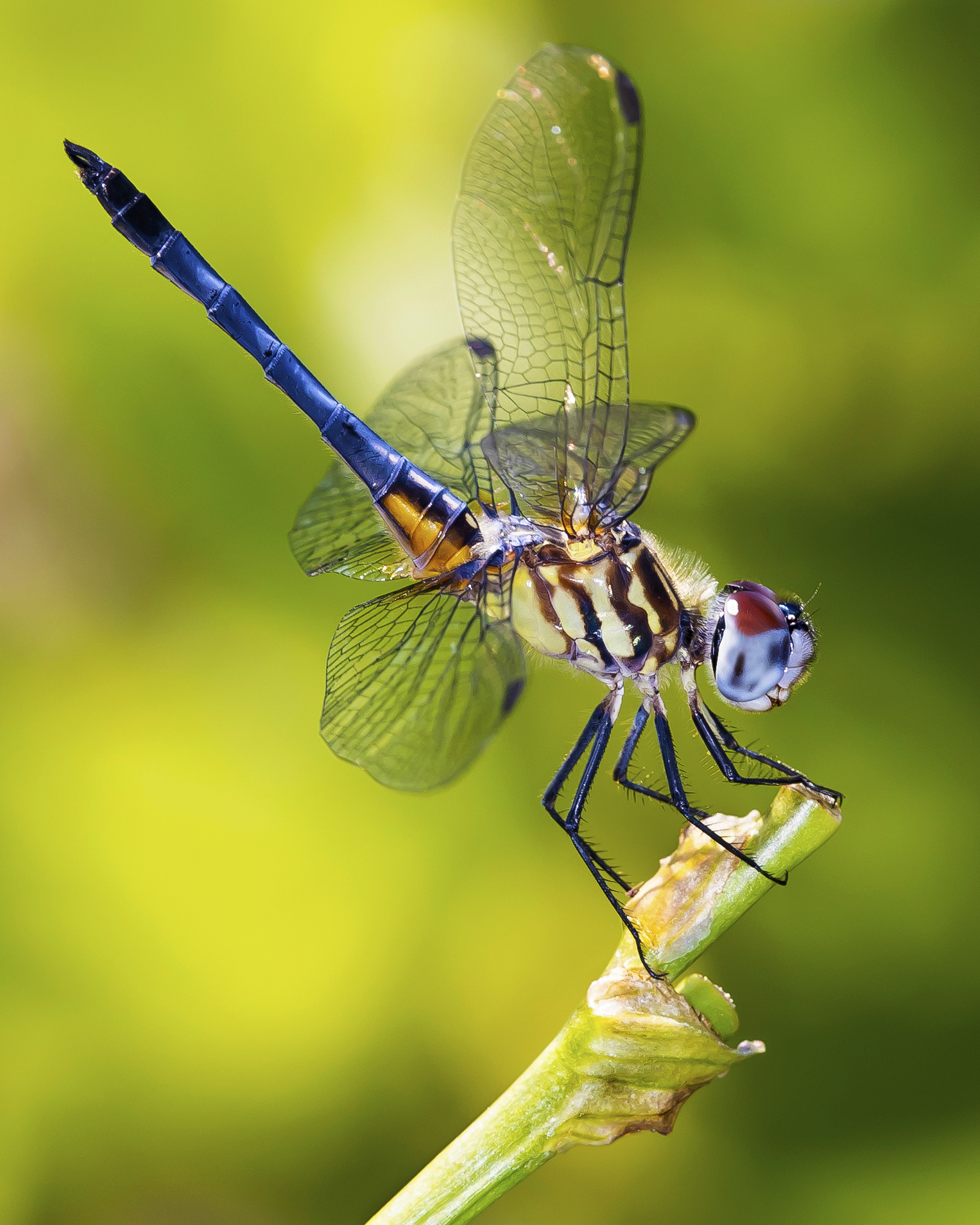 BlueDasherMale1-6-20