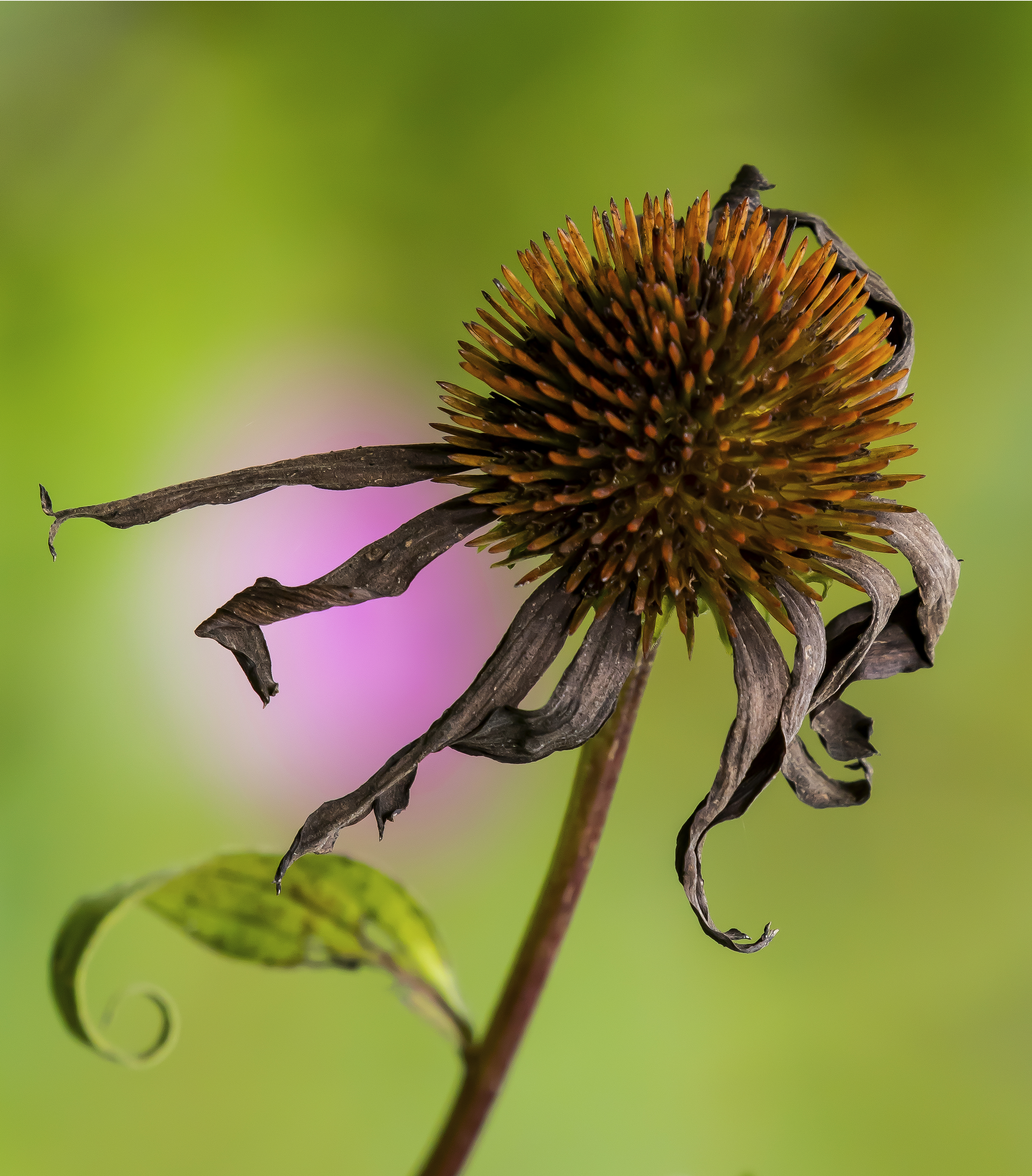 ConeFlowerDead3-9-19