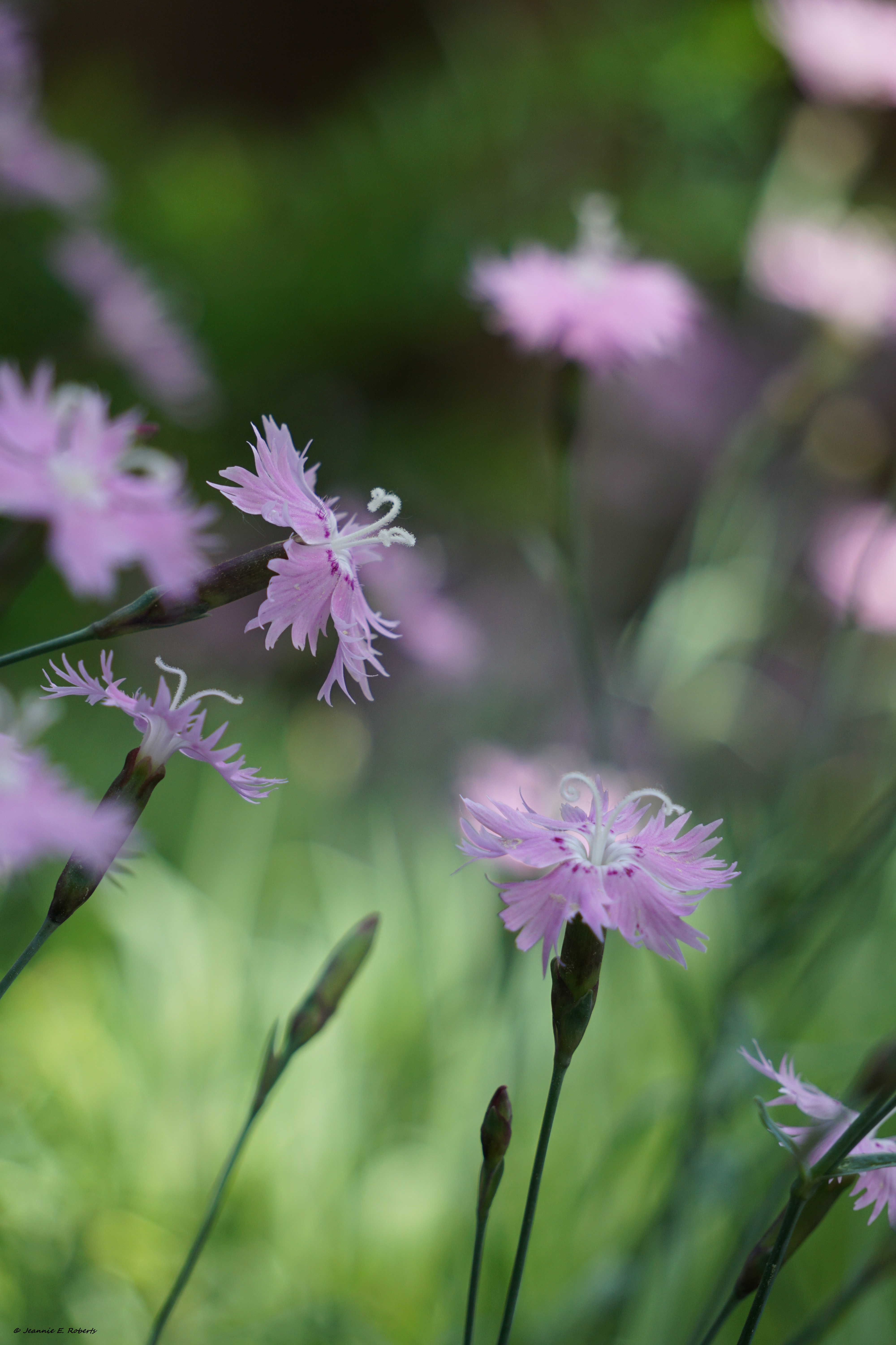 DSC02833_Dianthus_06.06.2020_Jeannie E. Roberts copy
