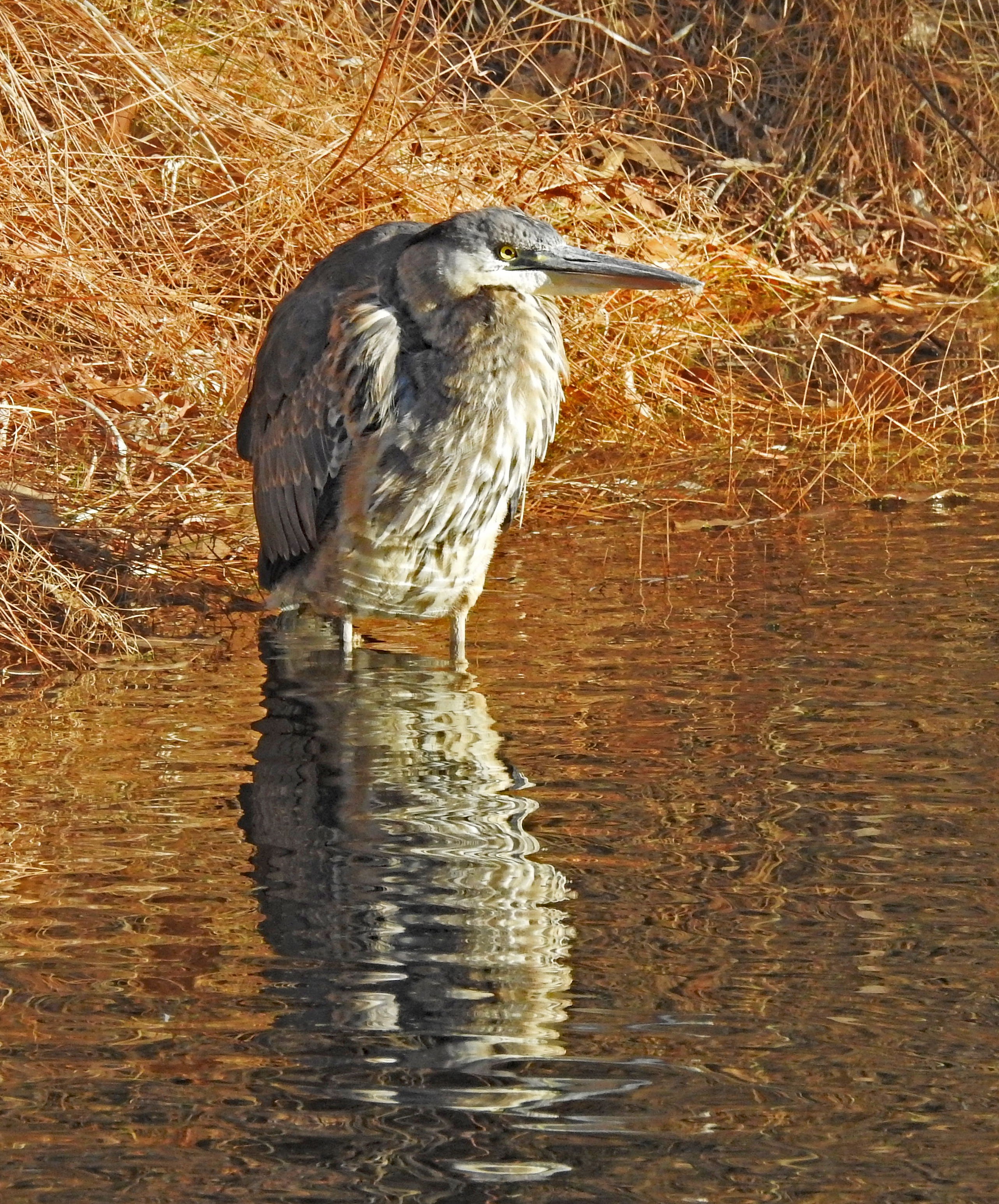 Janet Ruth blue heron photo1