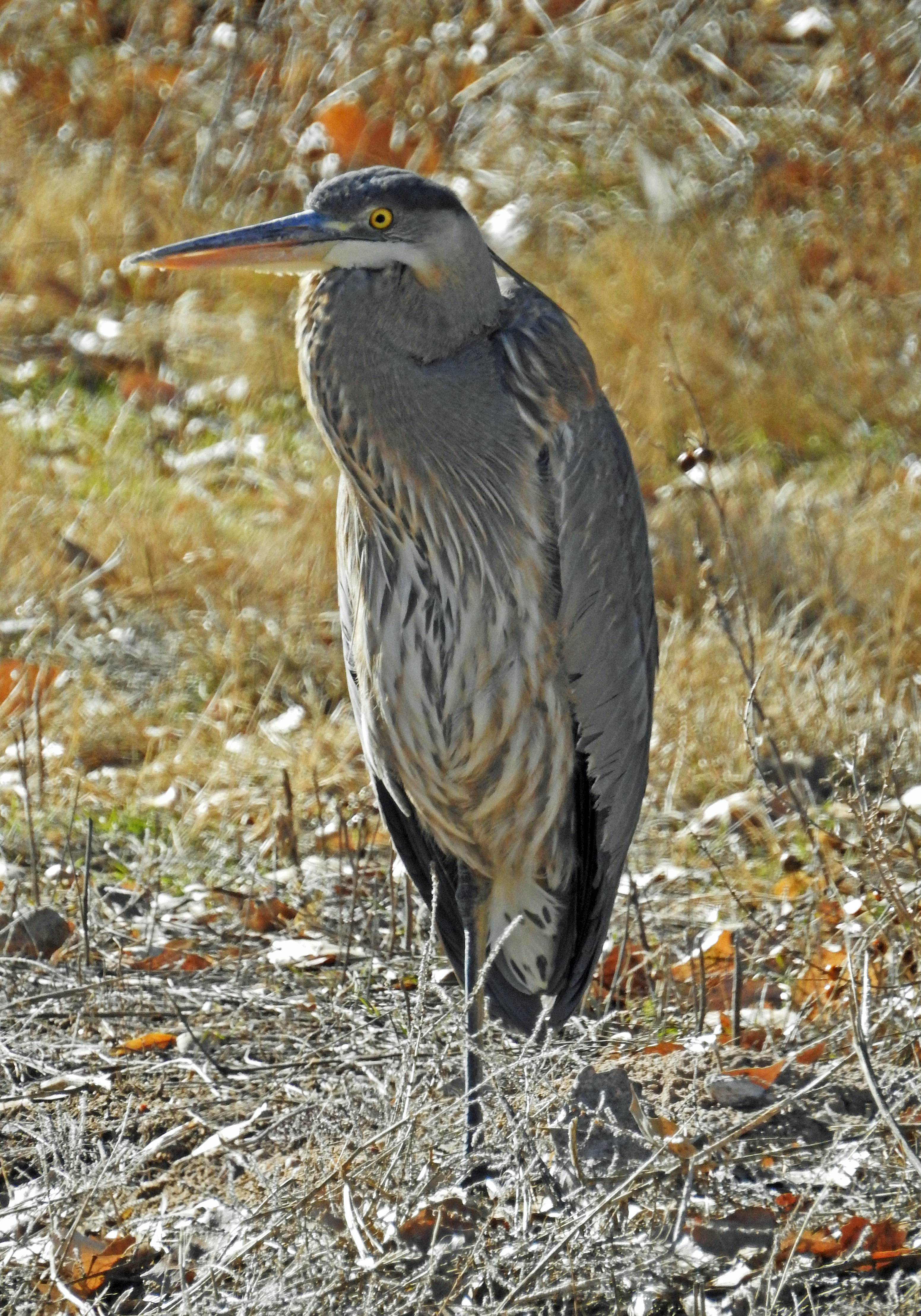 Janet Ruth blue heron photo2